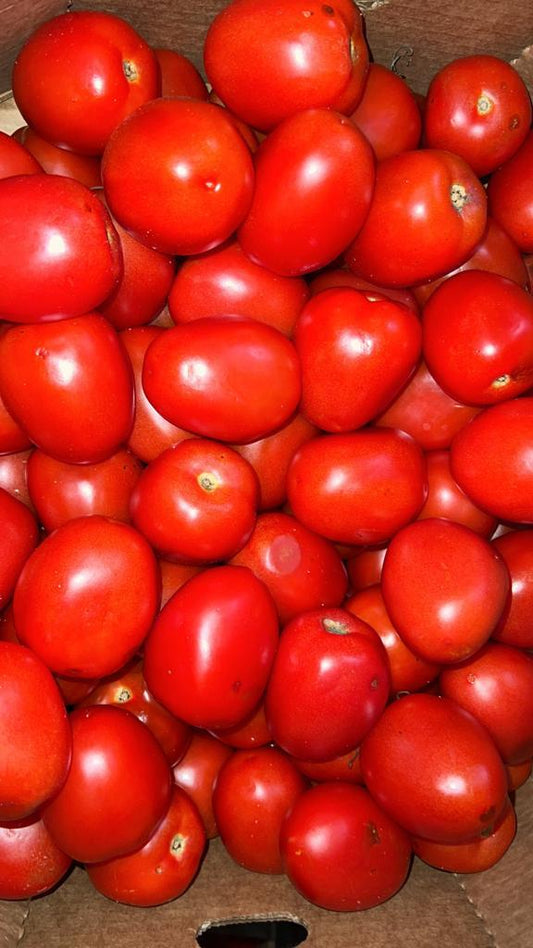 Fresh Tomatoes