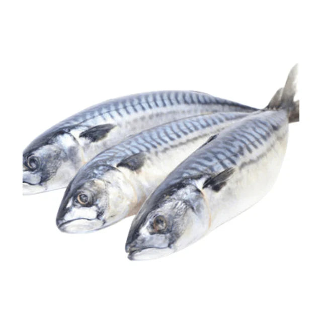 Mackerel Titus Fish – Rich, Oily Fish Perfect for Grilling, Frying & Stews