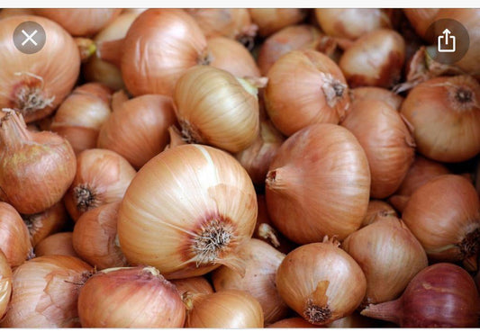 Testimony Ventures onion fresh, flavorful bulbs for enhancing taste and aroma of meals