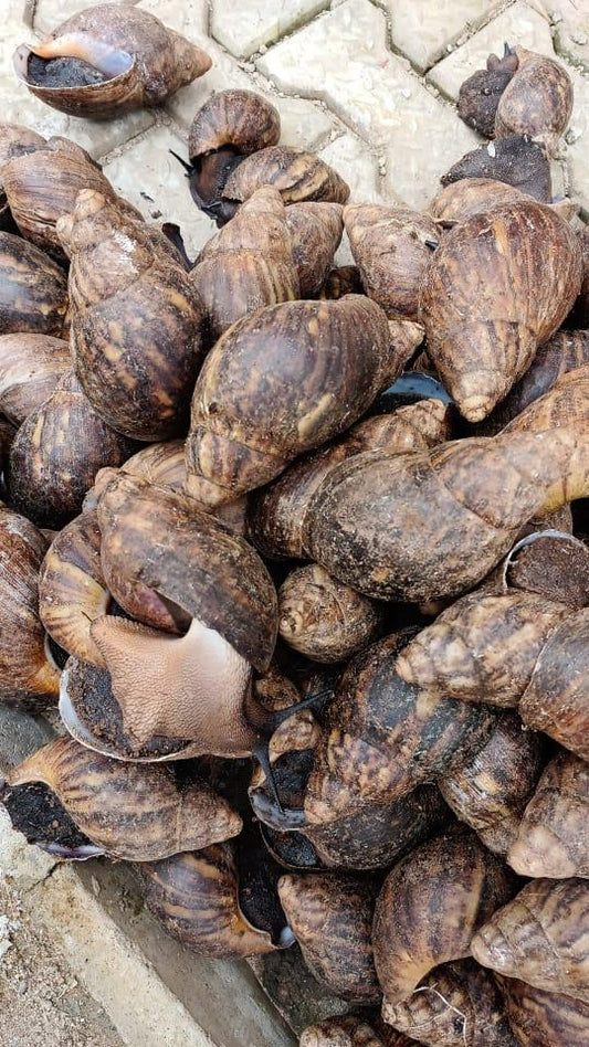 African Snail 