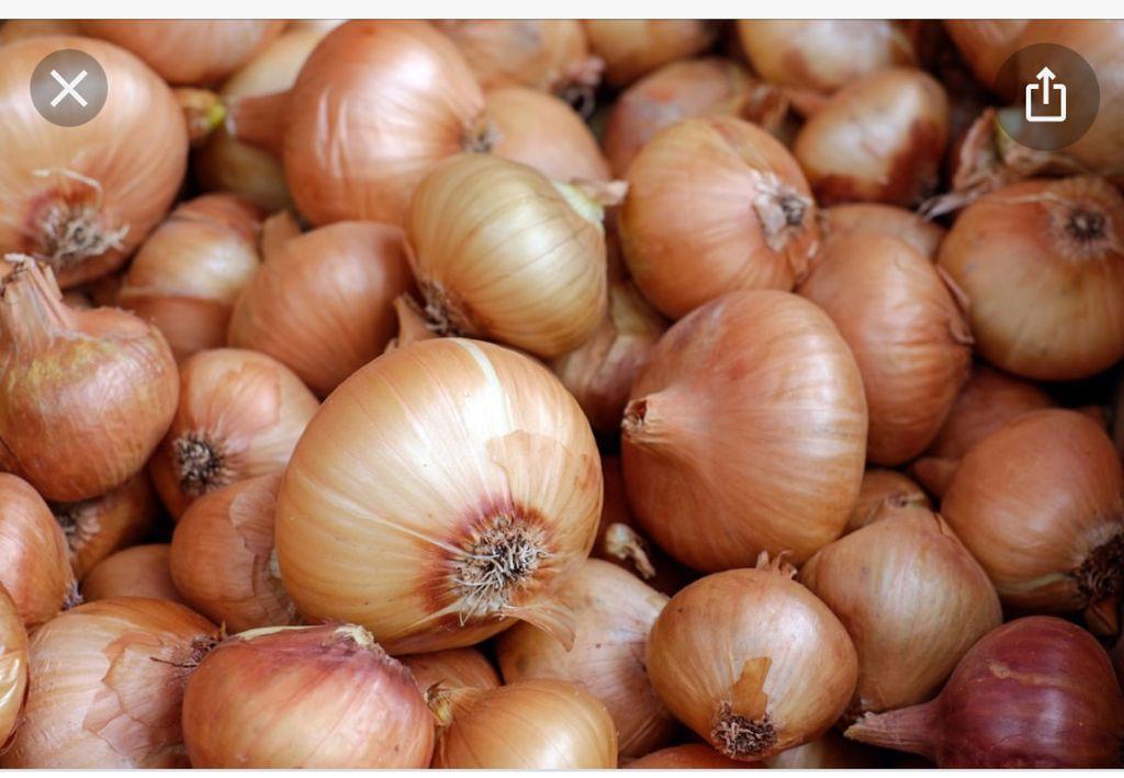 Testimony Ventures onion fresh, flavorful bulbs for enhancing taste and aroma of meals