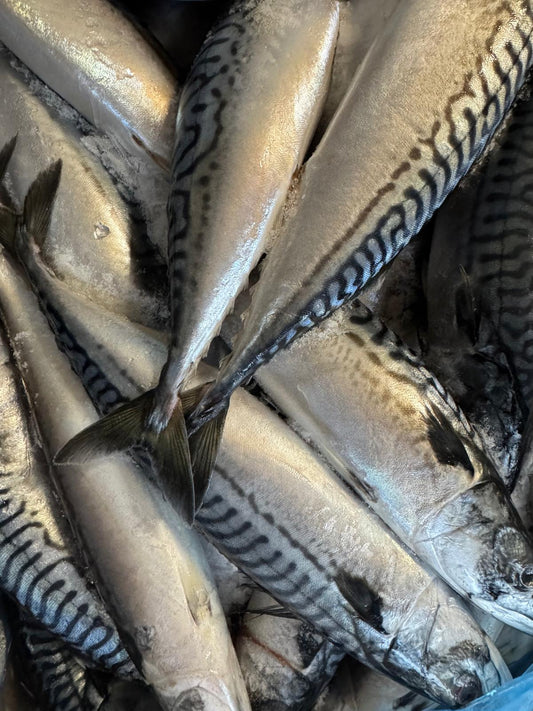 Fresh Mackerel – Firm, Nutrient-Rich Fish for Stews, Grilling & Frying